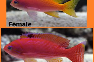 Bimaculatus Anthias Thumbnail