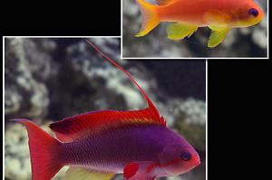 Lyretail Anthias Thumbnail