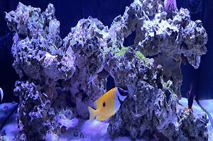 one spot fox face rabbitfish Thumbnail