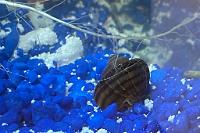 Black Mystery Snail Thumbnail