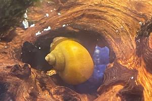 Gold Mystery Snail Thumbnail