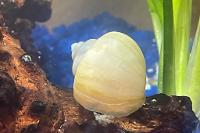 White Mystery Snail Thumbnail