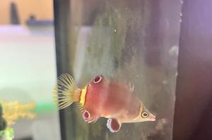 Yellow Banded Possum Wrasse Thumbnail