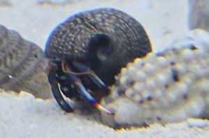 Blue Legged Hermit Crab Thumbnail