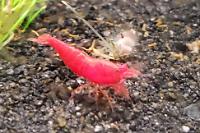 Cherry Shrimp Thumbnail