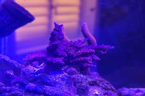 Acropora Loisetteae Thumbnail