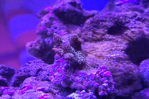 Acropora millepora Thumbnail