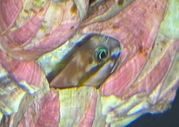 Midas Blenny