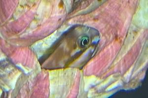 Midas Blenny