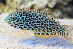 Leopard Wrasse Thumbnail