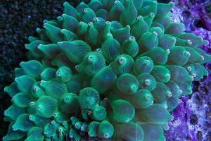 Green Bubble Tip Anemone Thumbnail