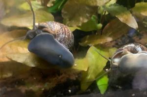 Mystery Snail Thumbnail