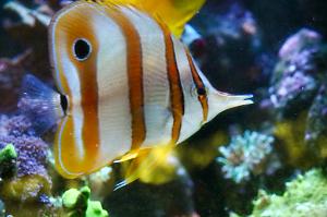 Copperband Butterflyfish Thumbnail