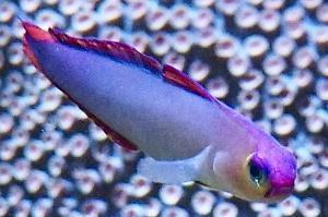 Purple Firefish Thumbnail