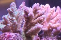 Tenuis Acropora Coral