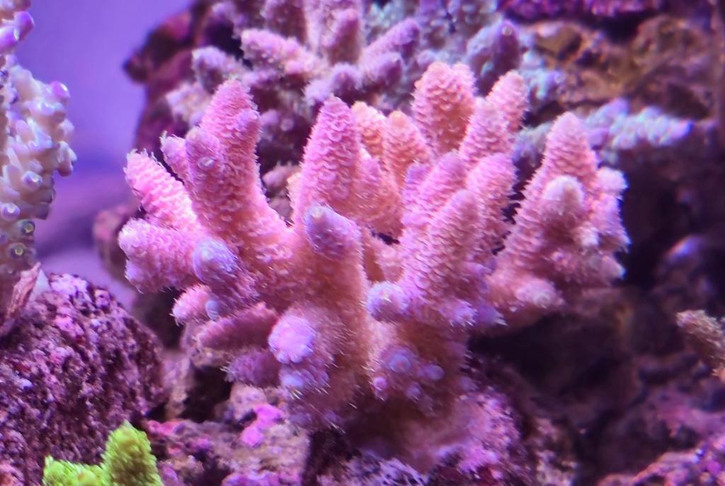 Acropora millepora