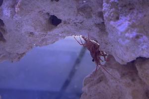 Peppermint Shrimp Thumbnail