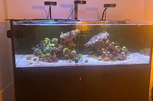 Main aquarium  on 2024-07-30T17:32:01.982688Z[GMT]