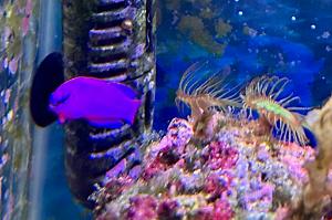 Orchid Dottyback Thumbnail