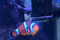 Ocellaris Clownfish Thumbnail