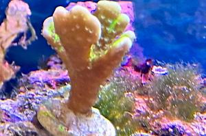 Anacropora Thumbnail