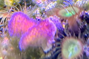 Stylophora Coral Thumbnail