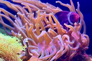 Bubble Tip Anemone Thumbnail