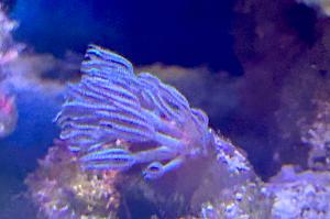 Pulsating Xenia Thumbnail