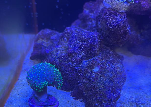 Toadstool Mushroom Leather Coral