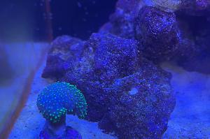 Toadstool Mushroom Leather Coral Thumbnail