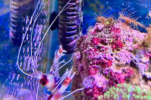 Banded Coral Shrimp Thumbnail