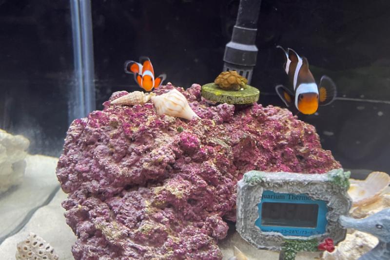 Reef tank kitchen Thumbnail