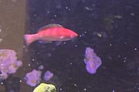 Debelius Fairy Wrasse Thumbnail