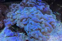 Bubble Coral Thumbnail