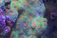 Bubblegum Chalice Coral Thumbnail