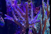 Cali Tort Coral Thumbnail