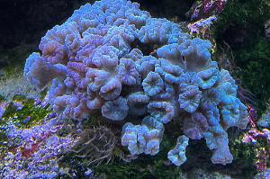 Teal Candy Cane Coral Thumbnail