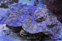 Maxima Clam Thumbnail