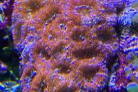 Grade A Acan Lord Thumbnail