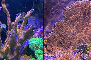 Montipora digitata Thumbnail