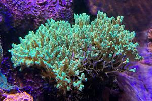 Neon Birdsnest Coral Thumbnail