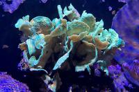 Potato Chip Coral Thumbnail