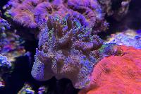 Purple Garf Bonsai Coral Thumbnail