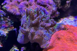 Purple Garf Bonsai Coral Thumbnail