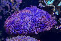 Purple Goniopora Thumbnail