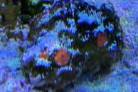 Red Sun Coral Thumbnail