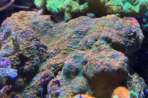 Reverse Sunset Montipora Thumbnail