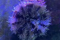 White Sea Urchin Thumbnail