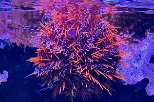 Halloween Collector Urchin Thumbnail