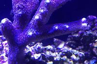 Purple Stylophora Coral Thumbnail